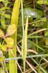 White fringed orchid